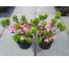Азалия японская Кермесина Роз  (Kermesine Rose) С2, 2,5года